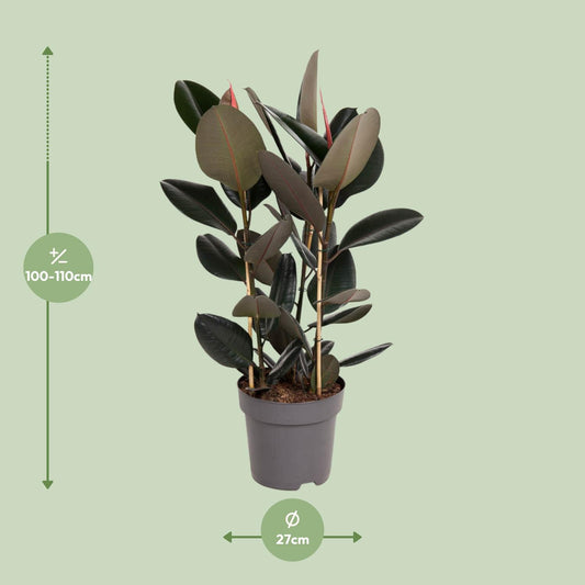 Ficus Elastica Abidjan – Pflegeleichter Gummibaum Ø27cm