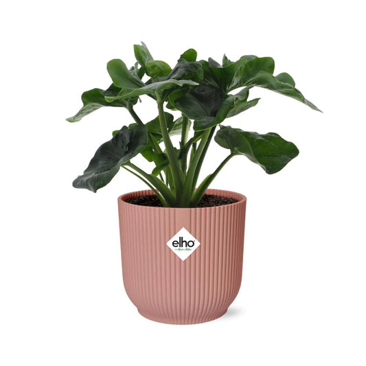 Philodendron Atom in ELHO Vibes Fold 14cm rosa
