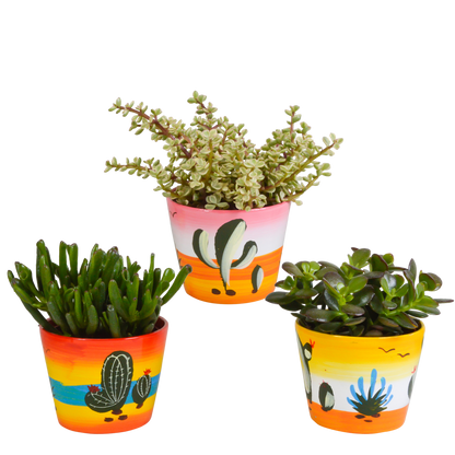 Crassula Sukkulenten 3er Set im Mexikanischen Topf 10,5 cm