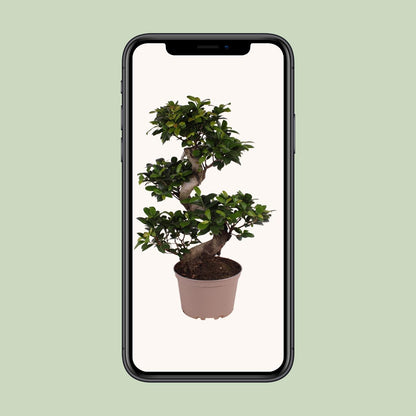Ficus M. Ginseng – Pflegeleichter Zimmerbaum Ø22cm, 70cm hoch