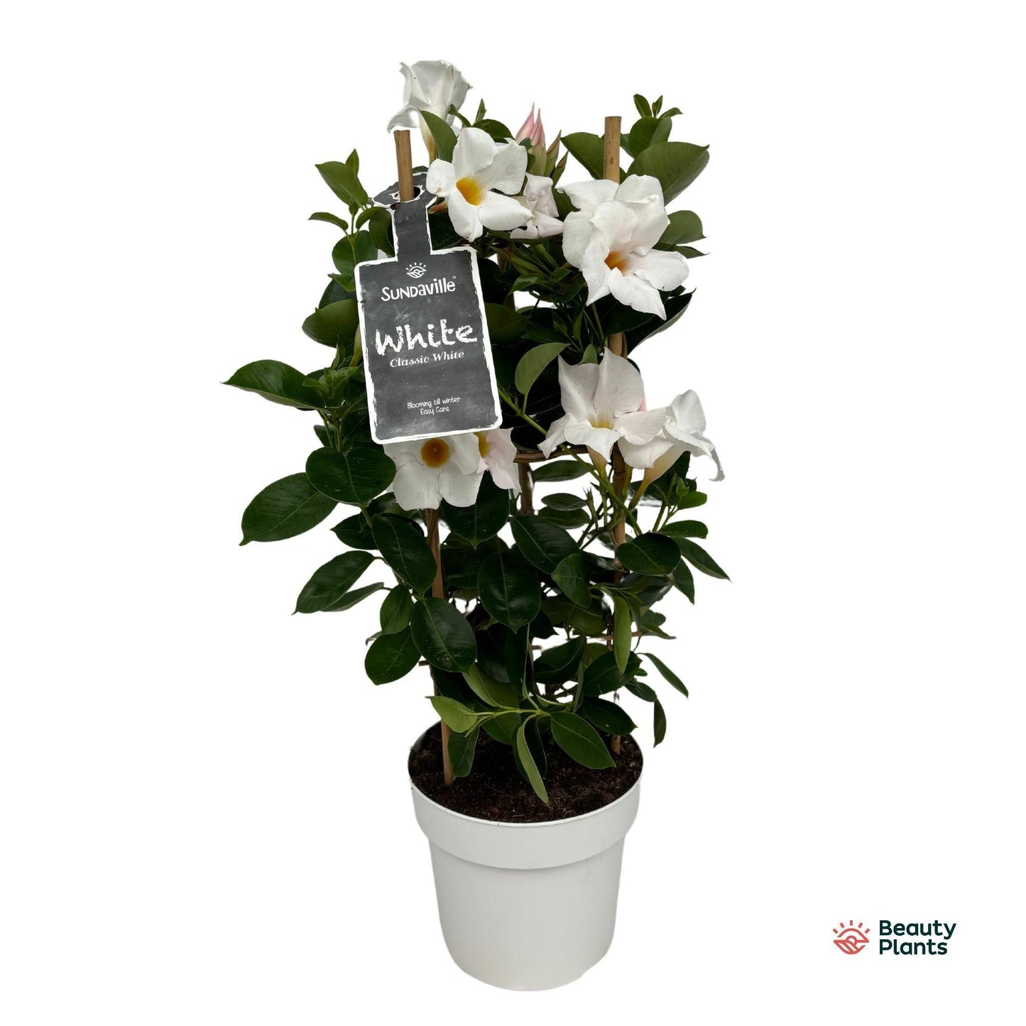 Mandevilla Sundaville White – Pflegeleichte Blütenpracht Ø17cm