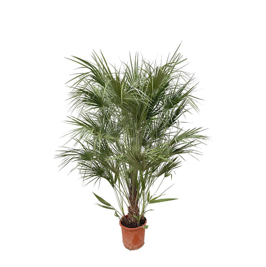 Chamaerops Humilis – Mediterrane Zwergpalme 170 cm