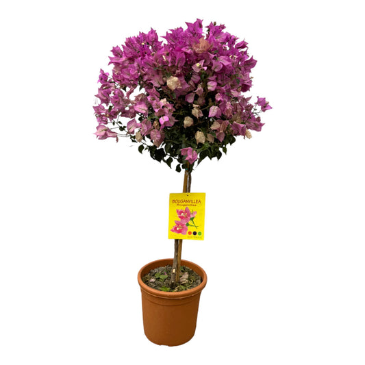 Bougainvillea op Stam – Farbenfrohe, pflegeleichte Trendpflanze