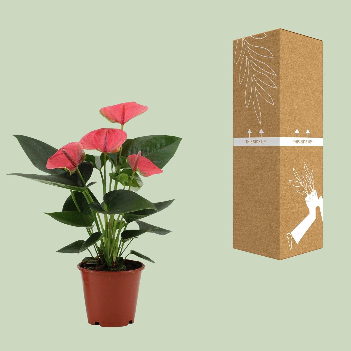 Flamingoblume 'Sweet Dream' – Tropische Zimmerpflanze 36 cm