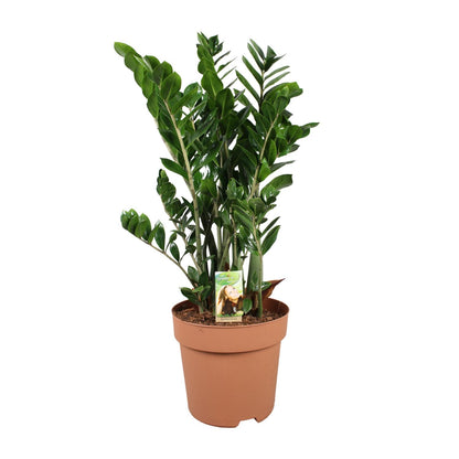 Zamioculcas Zamiifolia Ø30cm – Pflegeleichte Zimmerpflanze bis 110cm