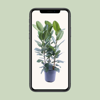 Ficus Audrey – Pflegeleichte luftreinigende Zimmerpflanze Ø27cm