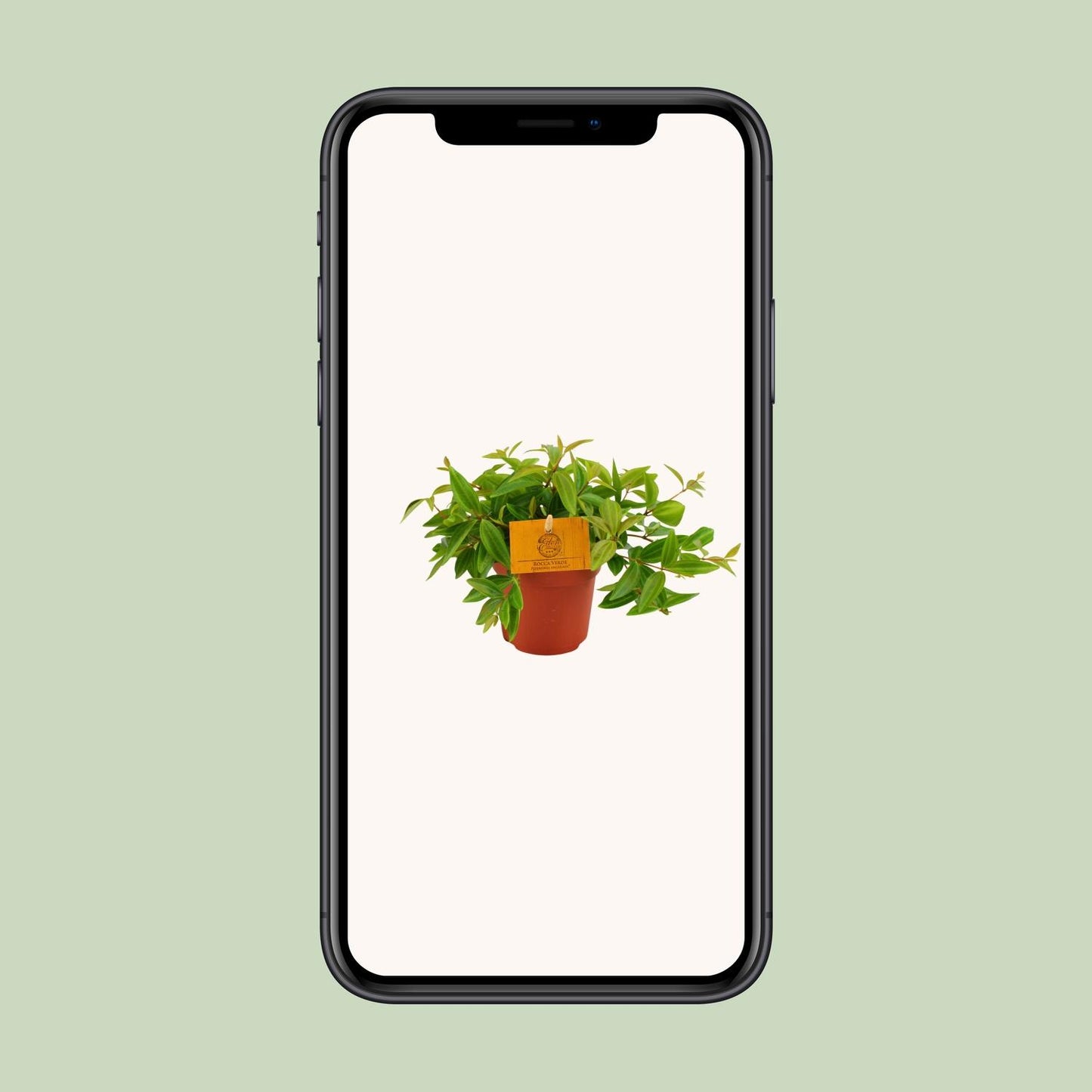 Peperomia Ang. Rocca Vivace – Pflegeleichte Zimmerpflanze Ø11 cm