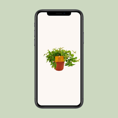 Peperomia Ang. Rocca Vivace – Pflegeleichte Zimmerpflanze Ø11 cm