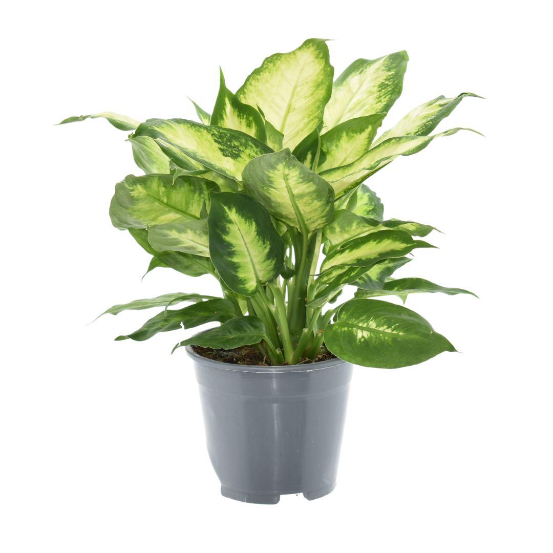 Dieffenbachia Camilla – Pflegeleichte Zimmerpflanze Ø14cm