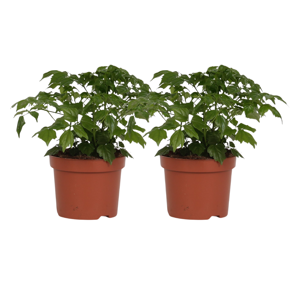 Rademachera Sinica 2er-Set – Pflegeleichte Zimmerpflanze Ø12cm