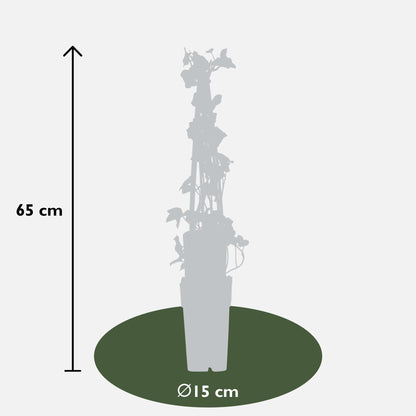4x Hedera hibernica – Pflegeleichter Efeu Ø15cm, 65cm hoch