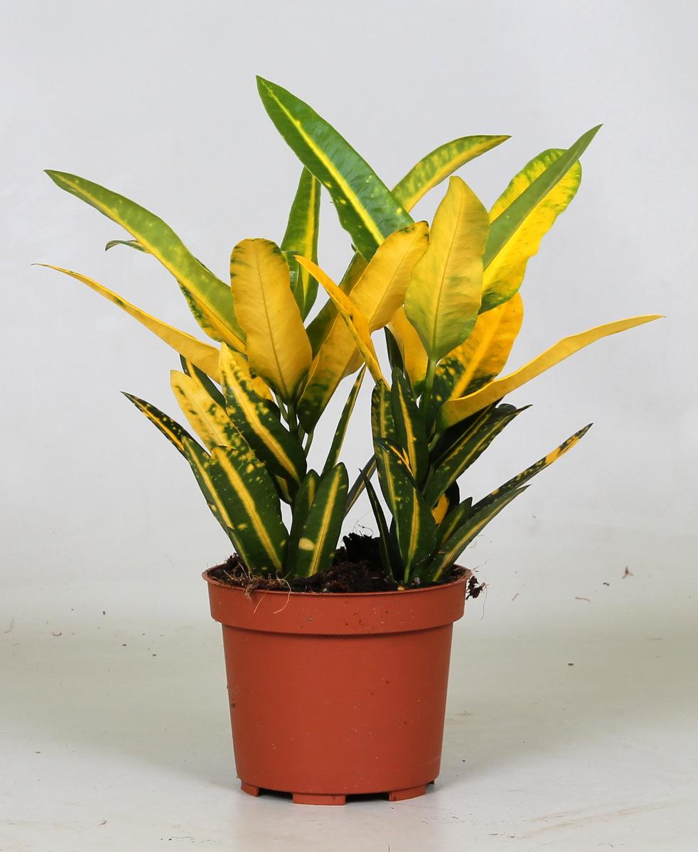 Croton Sunny Star – Farbintensive pflegeleichte Zimmerpflanze Ø12cm