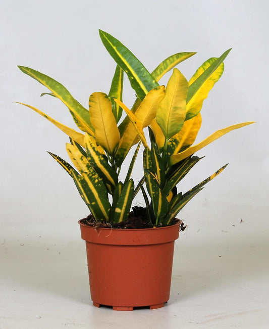 Croton Sunny Star – Farbintensive pflegeleichte Zimmerpflanze Ø12cm