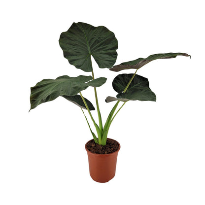 Alocasia Regal Shield – Große pflegeleichte Zimmerpflanze Ø27cm