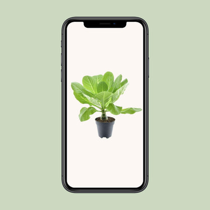 Brighamia Insignis 'Hawaii Palm' – Pflegeleichte Zimmerpflanze Ø12cm