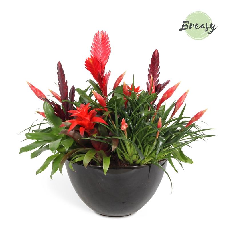 Bromelia Royal Urban Bowl Cannes – Trendige pflegeleichte Zimmerpflanze