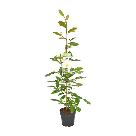 Michelia Fairy Magnolia Cream – Duftende Magnolie Ø19cm
