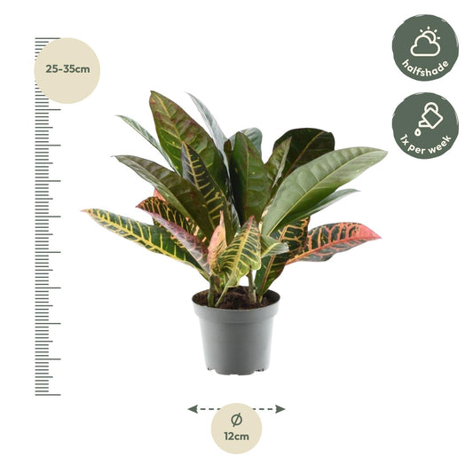 Codiaeum variegatum 'Petra' – farbenfrohe Zimmerpflanze 30 cm