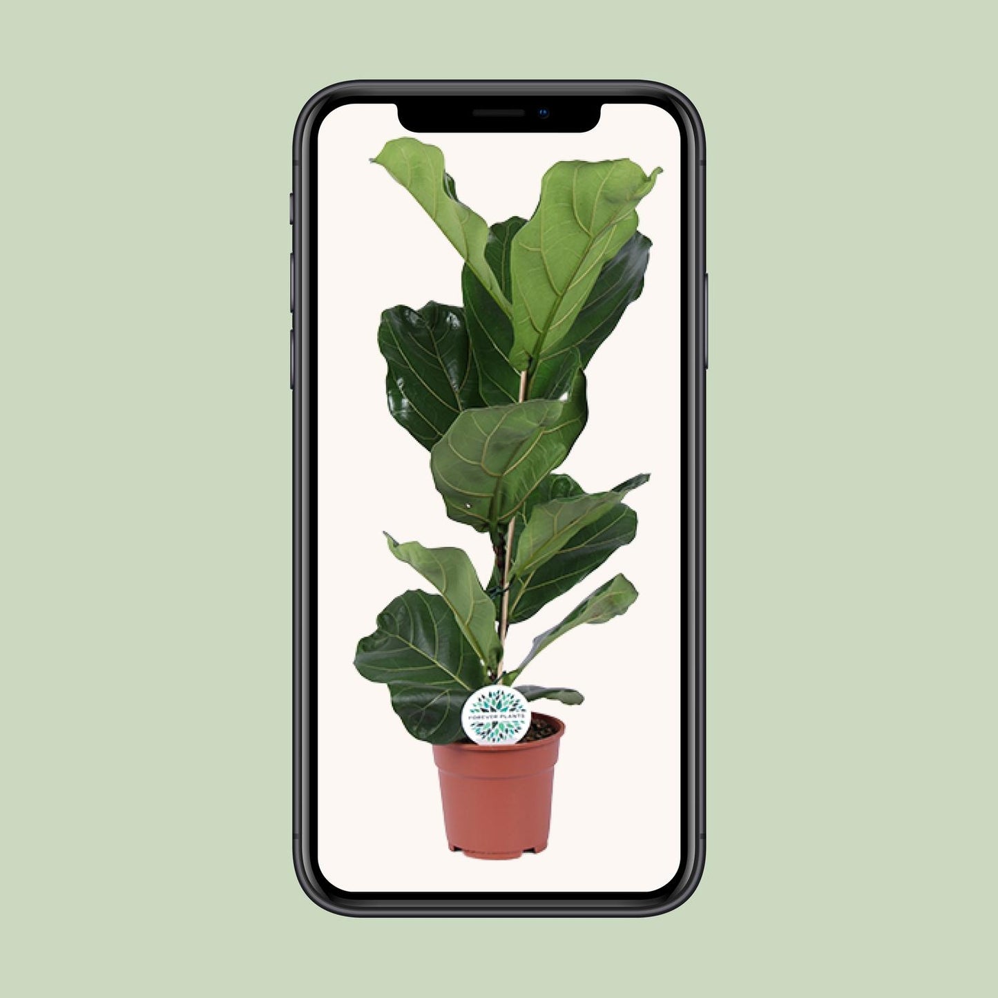 Ficus Lyrata Ø17cm – Pflegeleichte Geigenfeige für drinnen