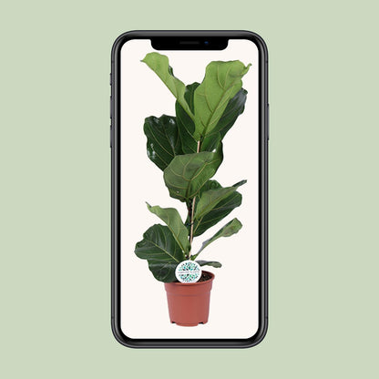 Ficus Lyrata Ø17cm – Pflegeleichte Geigenfeige für drinnen