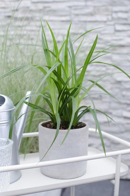5er Set Carex Mix – Pflegeleichte Ziergräser Ø14cm