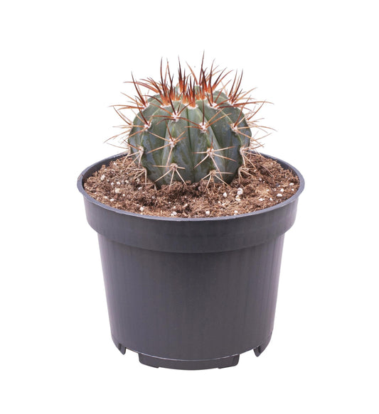 Melocactus Azureus – Pflegeleichte Trendpflanze Ø12 cm