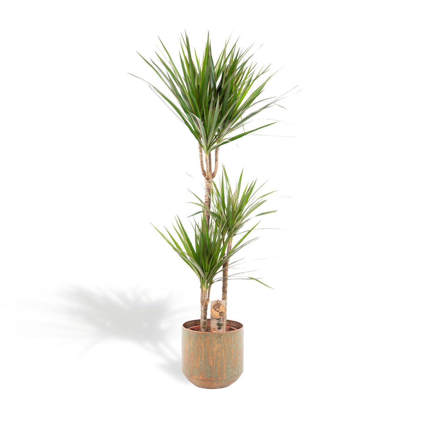 Dracaena Marginata – Pflegeleichter Drachenbaum Ø21cm, 120cm hoch