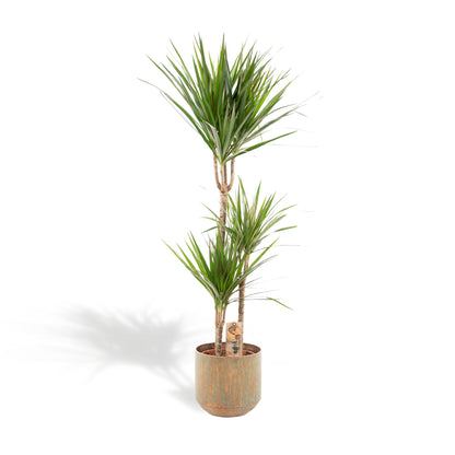 Dracaena Marginata – Pflegeleichter Drachenbaum Ø21cm, 120cm hoch