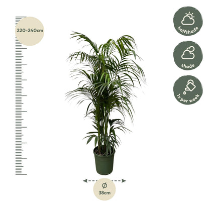 Kentia-Palme – Elegante und pflegeleichte Zimmerpflanze