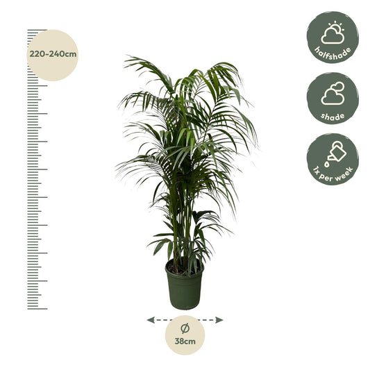 Kentia-Palme – Elegante und pflegeleichte Zimmerpflanze