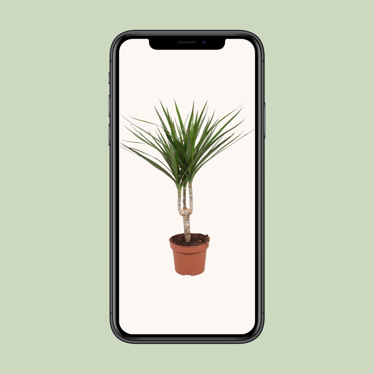 Dracaena Marginata – Pflegeleichter Drachenbaum Ø12cm, 50cm hoch