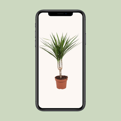 Dracaena Marginata – Pflegeleichter Drachenbaum Ø12cm, 50cm hoch