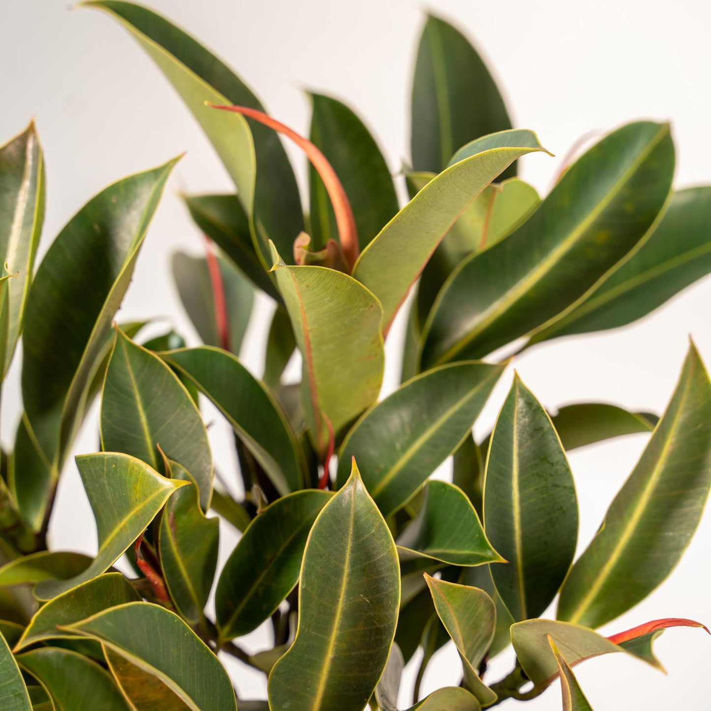 Ficus elastica Melany – Pflegeleichter Gummibaum im Korb, 90 cm