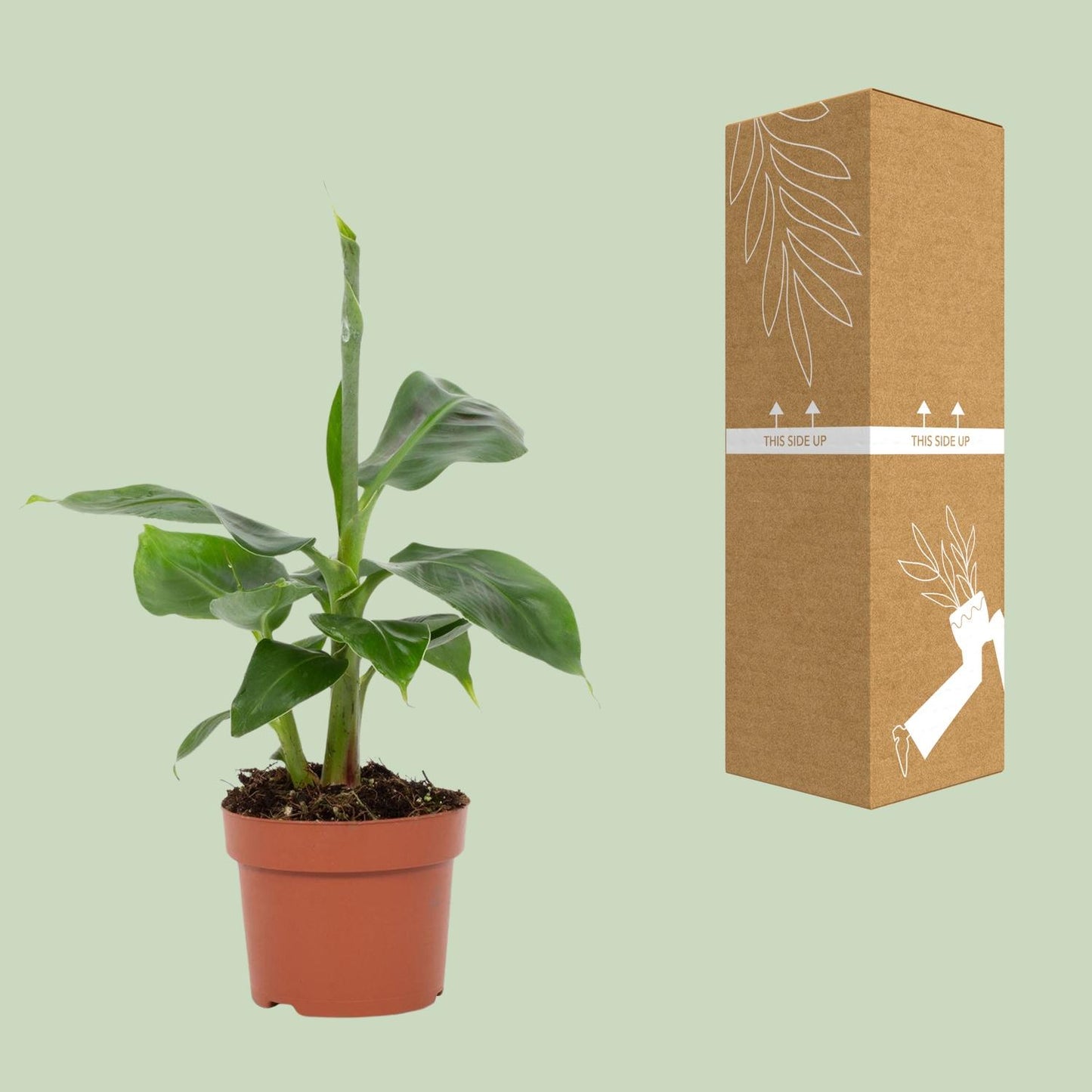 Musa Tropicana – Pflegeleichter Zimmer-Bananenbaum Ø12cm