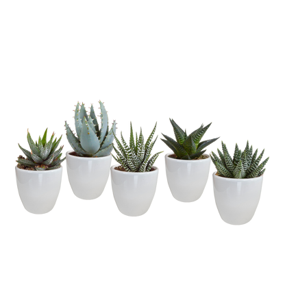 Gasteria & Haworthia Sukkulenten 5er Set im weißen Topf