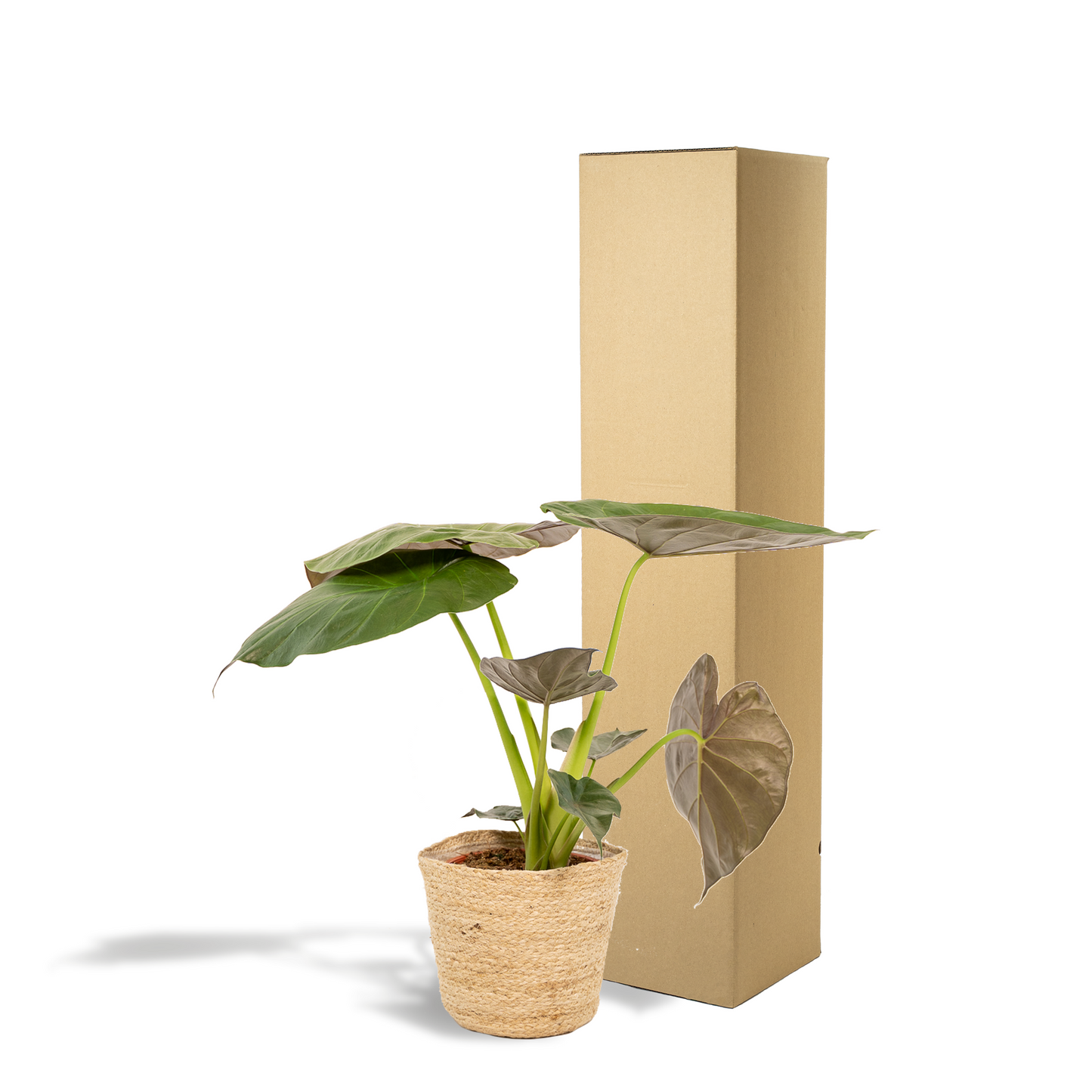 Alocasia Wentii Ø19cm mit dekorativem Korb Selin