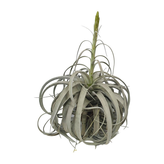 Tillandsia Xerographica – Pflegeleichte Luftpflanze Ø35cm