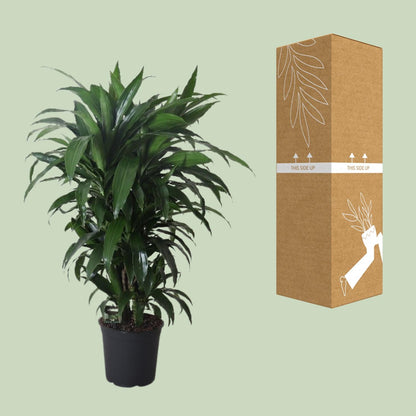 Dracaena Janet Craig – Pflegeleichter Drachenbaum Ø27cm, 120cm hoch