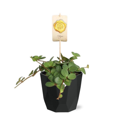 Peperomia ‘Hope’ – Pflegeleichte Zimmerpflanze im 14cm Topf