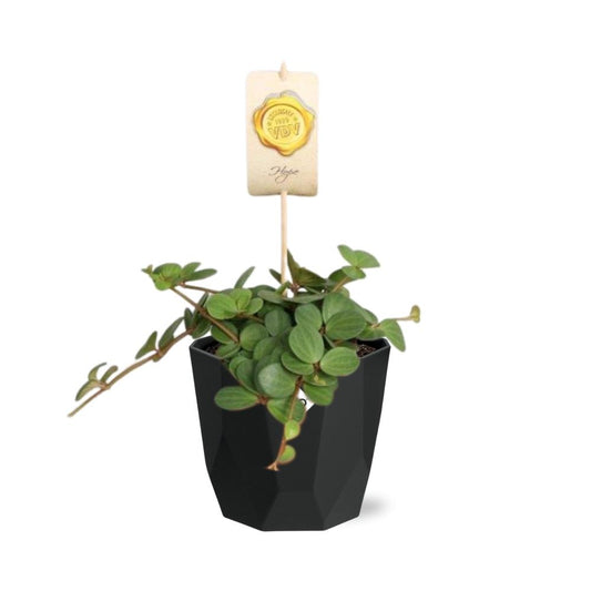 Peperomia ‘Hope’ – Pflegeleichte Zimmerpflanze im 14cm Topf