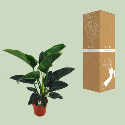 Philodendron Congo Millions – Große pflegeleichte Zimmerpflanze Ø27cm