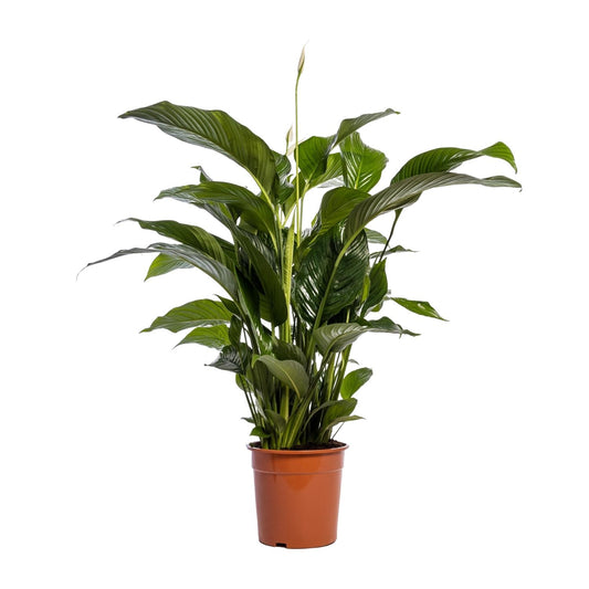 Friedenslilie Bellini – 100 cm pflegeleichte Zimmerpflanze