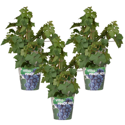 3x Vitis Pixie 'Pinot Noir' – Zwergtraube im Ø14cm Topf