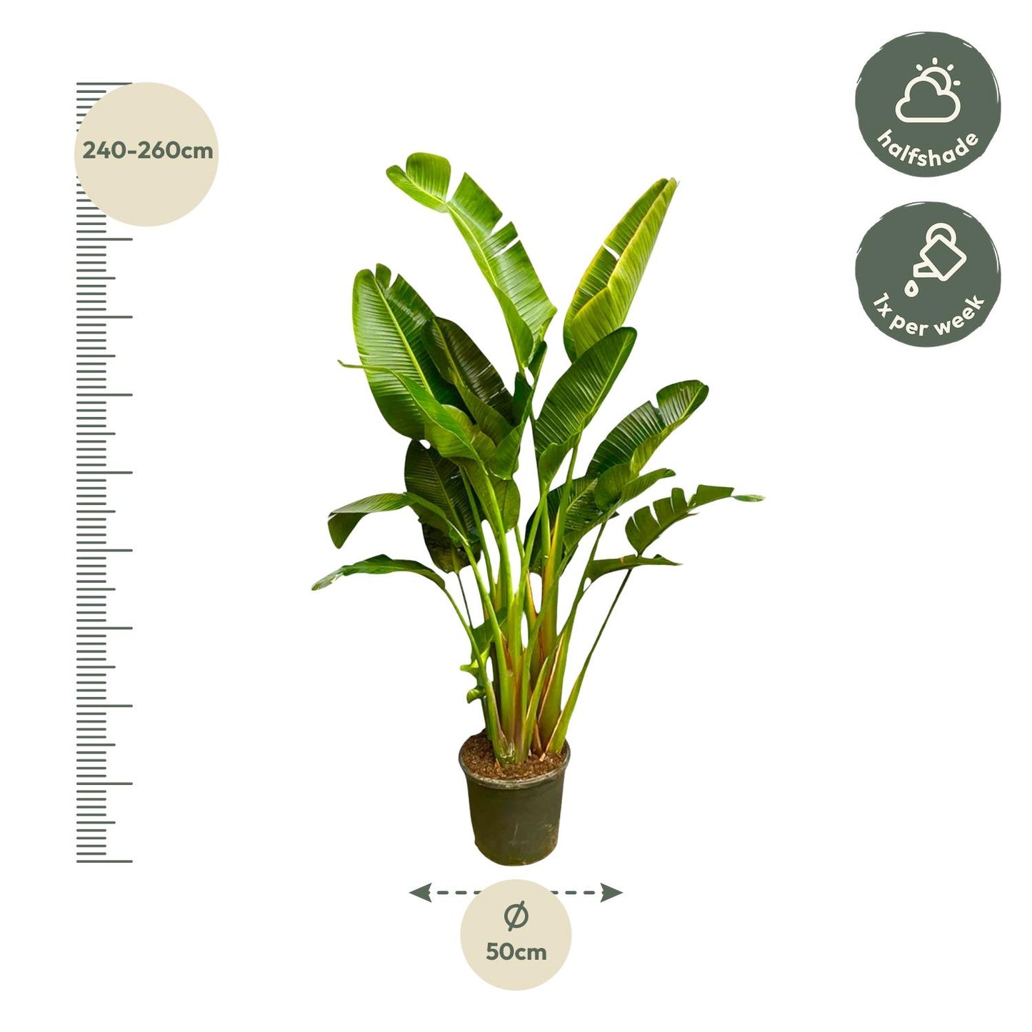 Strelitzia Augusta XXL – Weißer Paradiesvogel 250 cm