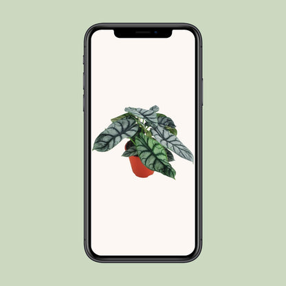 Alocasia Silver Dragon – Exotische Zimmerpflanze Ø19cm