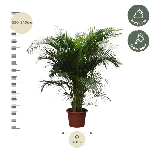 Dypsis Lutescens (Goldpalme) – 230 cm, ø40 cm