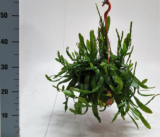 Rhipsalis Ramaloris – Pflegeleichte luftreinigende Zimmerpflanze Ø20cm