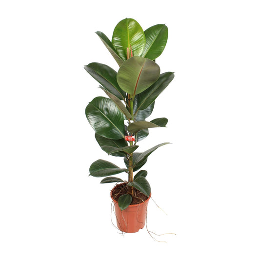 Ficus Elastica Robusta – Pflegeleichter Gummibaum Ø21cm