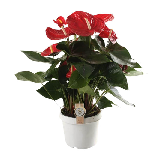 Anthurium Red Champion – Tropische, pflegeleichte Zimmerpflanze Ø21cm