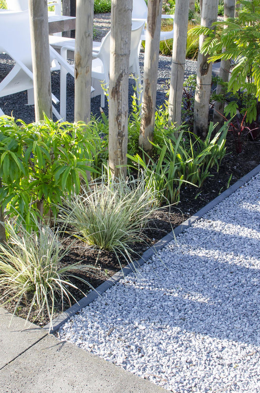Lomandra longifolia 'White Sands' – Pflegeleichte Terrassenpflanze